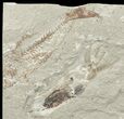 Soft-Bodied Squid Fossil - Preserved Tentacles & Ink Sac #70329-2